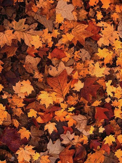 Fallen Autumn Leaves - Art Print - 10.500 x 14.000 / Metallic Paper | Autumn leaves art, Iphone ...