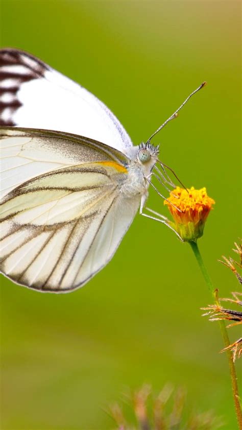 White Butterfly Wallpaper 4K 8K | HD Wallpaper Background