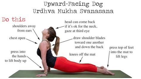 Yoga Poses Upward Dog Exercise