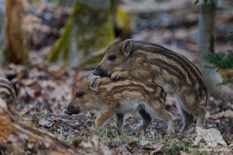 Wild Bavaria - Fascination Wildlife