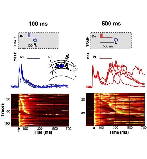 Research | Buonomano Lab