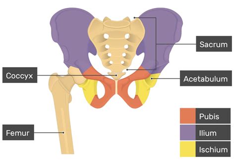 Pelvis Anterior View Labeled