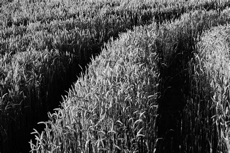3840x2556 / black and white, field, nature, sky, sun, wheat, wheat field 4k wallpaper ...