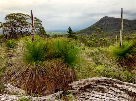 Grass tree: An iconic unique plant in Australia - CGTN