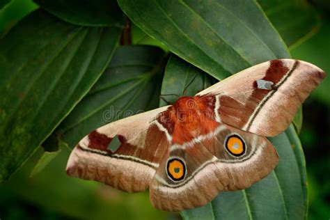 Beautiful Big Butterfly Gonimbrasia Belina is a Species of Moth Found ...