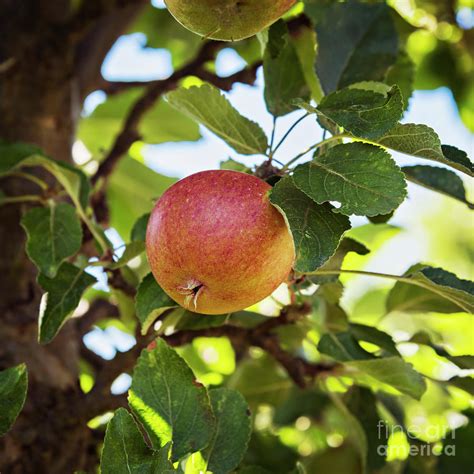 Red apple tree Photograph by Sophie McAulay - Fine Art America