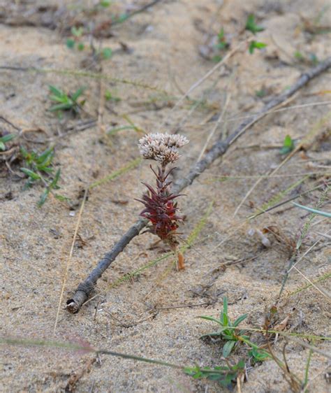 Can anyone identify the coastal sand dune species? | ResearchGate