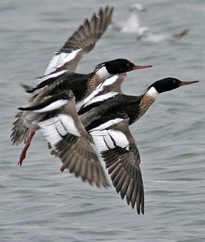 Red Breasted Merganser males Duck Pictures, Duck Art, Migratory Birds, Fauna, Duck Hunting, Bird ...