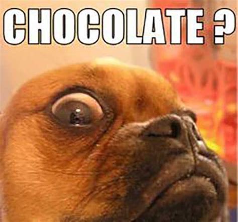 12 Hilarious And Relatable Images For Those Obsessed With Chocolate