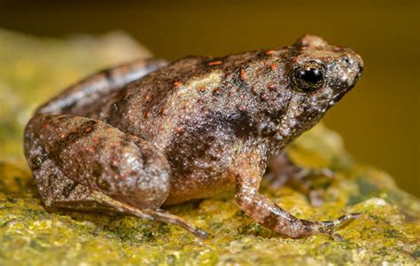 Spesies Baru Katak Kecil Bermulut Sempit Dari Sumatera - Dari Laut