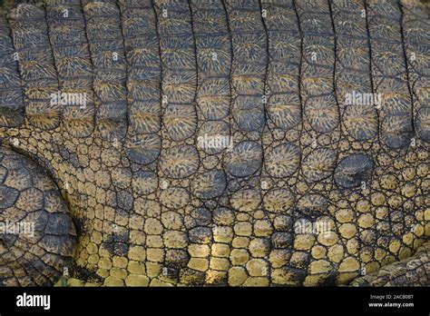 Scaly reptiles hi-res stock photography and images - Alamy