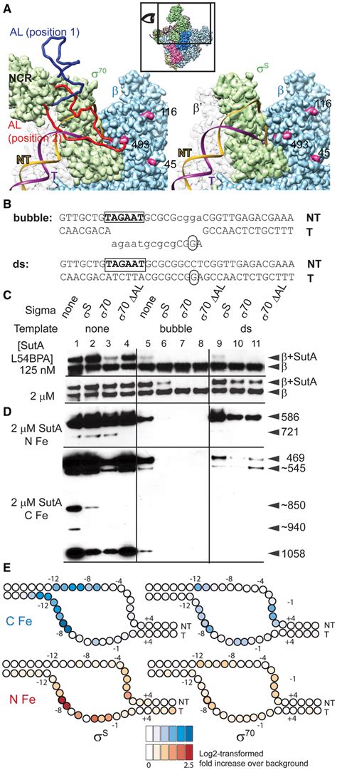 Both σ factor and DNA compete with SutA for binding to RNAP. A. Models ...