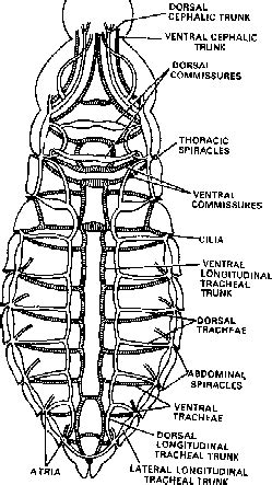 Respiratory and Excretory System of Cockroach Class 11 | PW