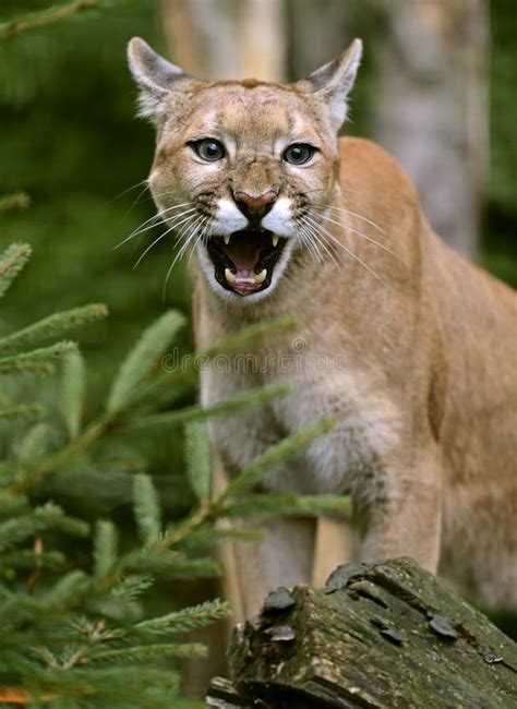 Portrait Cougars stock photo. Image of habitat, predators - 33744634