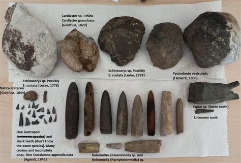 Late Cretaceous (early Maastrichtian) fossils - Fossil Hunting Trips - The Fossil Forum