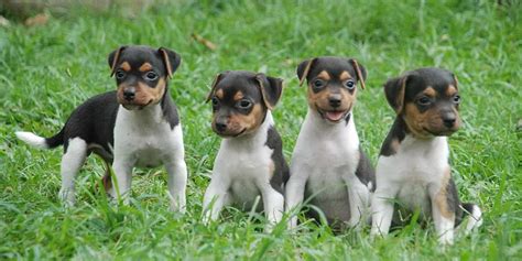 Brazilian Terrier Puppies