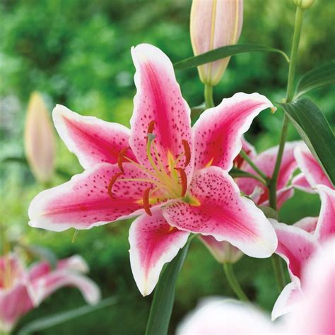 Shop 1-Pack Stargazer Oriental Lily Bulbs (L2564) at Lowes.com