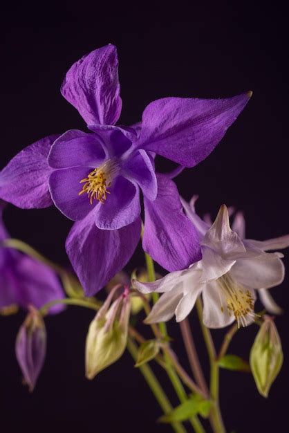 Premium Photo | Bouquet of aquilegia glandulosa flowers against a dark background floral ...