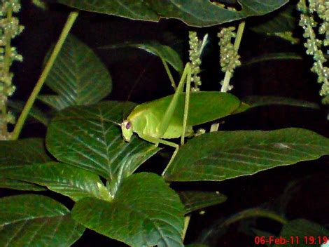 Klasifikasi Keluarga Belalang Daun (Family Tettigoniidae)