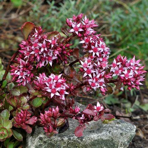 Sedum Dragon's Blood Seed - Red Stonecrop Ground Cover Seeds