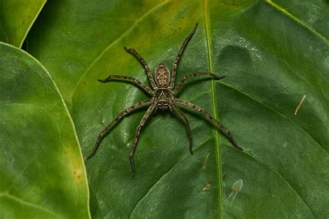 Unveiling the Intriguing World of the Cane Spider: Facts and Fascinating Insights