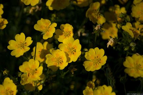 Common Cinquefoil – FREEBigPictures.com