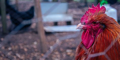 S.African chickens hit by 'worst' bird flu outbreak