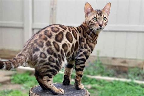 Bengal cat breeders Philadelphia | Bengal cat sale