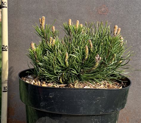 Pinus Mugo Pumilio - Poppins Plants