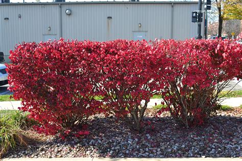 Dwarf Burning Bush is a great deciduous shrub for fall color.