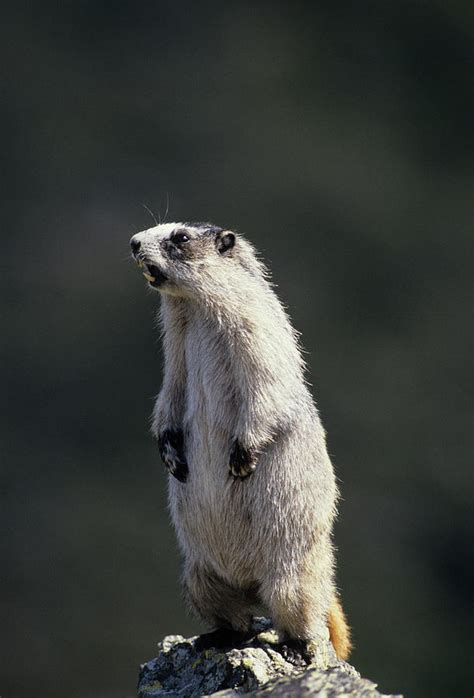 USA, Alaska, Marmot, Denali National Photograph by Gerry Reynolds - Fine Art America