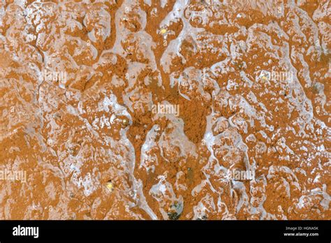 Iron Bacteria/Bog Rust - Leptothrix ochracea Stock Photo - Alamy