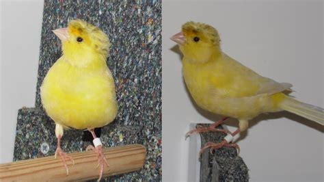 Lost canary nicknamed Boris due to fluffy ‘golden hair' - The Irish News