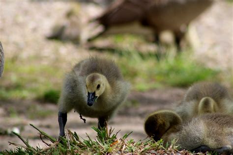 2 Yellow Ducklings Closeup Photography · Free Stock Photo