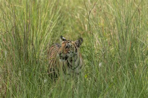 Flora & Fauna of Kanha of Kanha National park