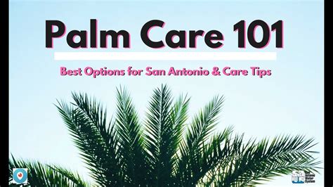 Palm Care 101 - YouTube