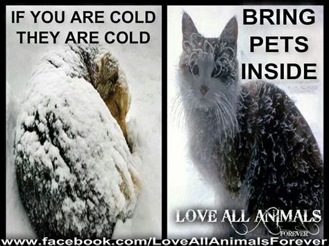 If You Are Cold, They Are Cold. Bring Pets Inside | If You're Cold ...