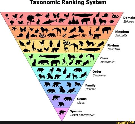 Taxonomic Ranking System Domain Eukarya Kingdom & Phylum Chordata Class ...