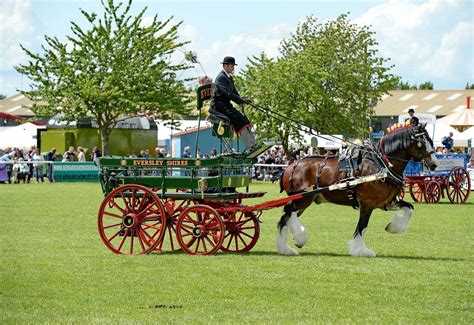 The National Shire Horse Show 2021 makes Newark Showground switch