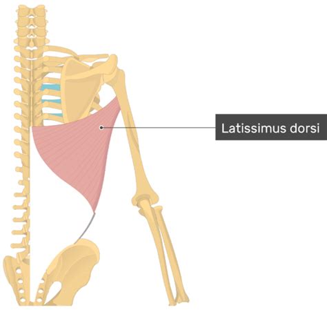 Latissimus Dorsi Muscle - Attachments, Action & Innervation