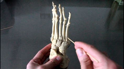 SKELETAL SYSTEM ANATOMY: Bones of the ankle, foot and toes - YouTube