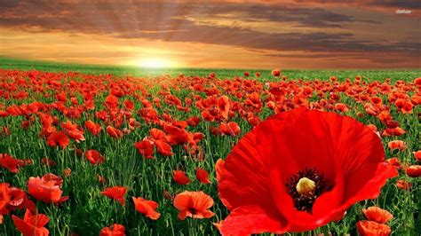 Red Poppy Wallpapers - Wallpaper Cave