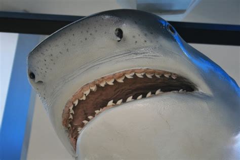 Shark Model On Display Free Stock Photo - Public Domain Pictures