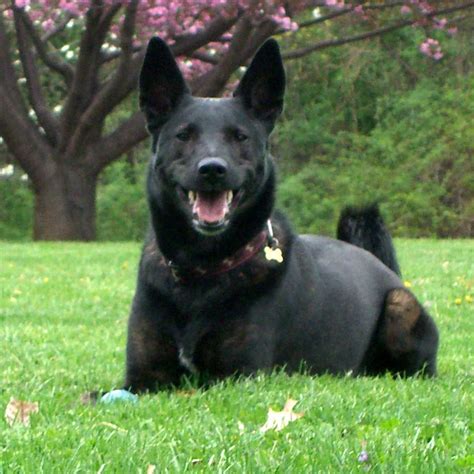 Dutch shepherd is beautiful! | Dutch shepherd dog, Police dog breeds ...