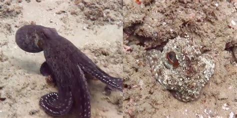 Viral video shows an octopus change colour and adapt to its surroundings while in motion ...