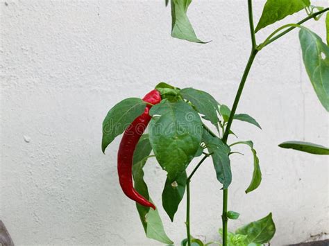 Red chilli plant stock photo. Image of cultivated, petal - 258737080