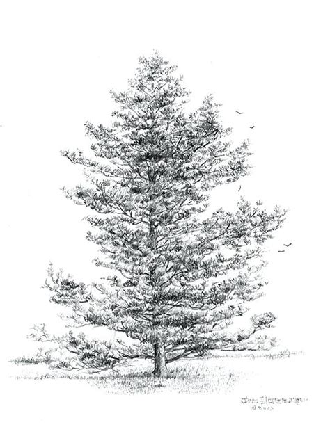 Pine Tree Pencil Drawing at PaintingValley.com | Explore collection of Pine Tree Pencil Drawing