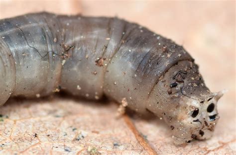 crane fly larva - Tipula trivittata - BugGuide.Net