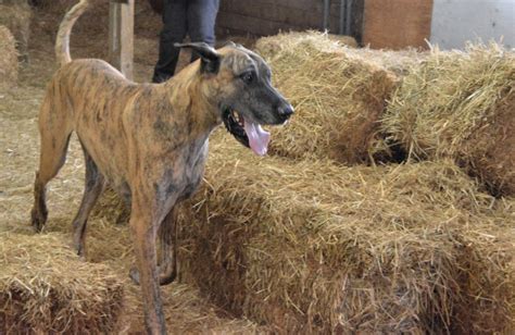 Learn How To Barn Hunt With Your Dog: Rules, Breeds and More