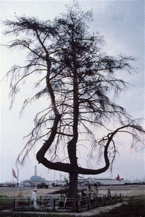 A mutated pine tree against the backdrop of the nuclear plant in Chernobyl. Photo credit: Igor ...